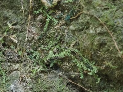 Selaginella lutchuensis, photographed by 葉子