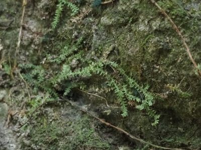 Selaginella lutchuensis, photographed by 葉子