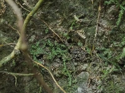 Selaginella lutchuensis, photographed by 葉子