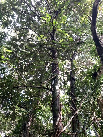 Myristica ceylanica, photographed by 呂一起(Lyu yi-chi)