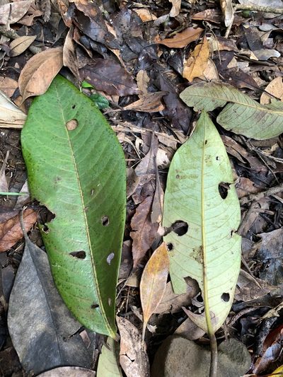 Myristica ceylanica, photographed by 呂一起(Lyu yi-chi)