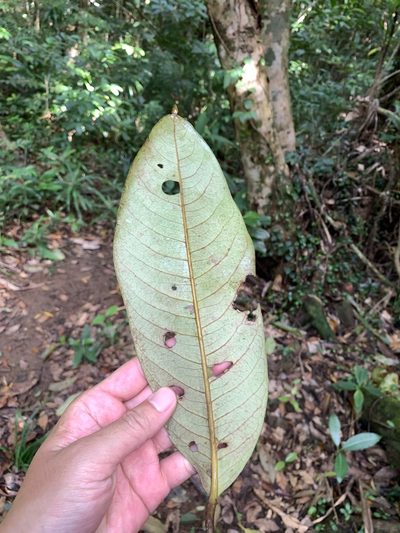 Myristica ceylanica, photographed by 呂一起(Lyu yi-chi)
