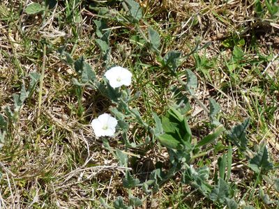 Convolvulus hermanniae, photographed by Pablo H Capovilla