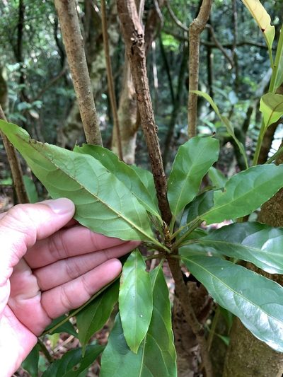 Elaeocarpus argenteus, photographed by 呂一起(Lyu yi-chi)