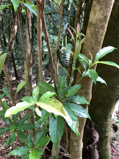 Elaeocarpus argenteus, photographed by 呂一起(Lyu yi-chi)