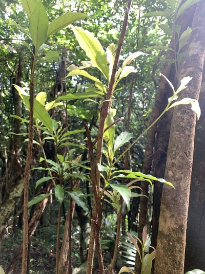 Elaeocarpus argenteus, photographed by 呂一起(Lyu yi-chi)