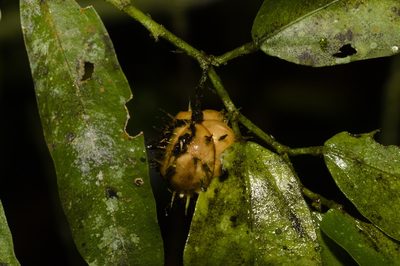 Ayenia australis, photographed by Fernando Sessegolo
