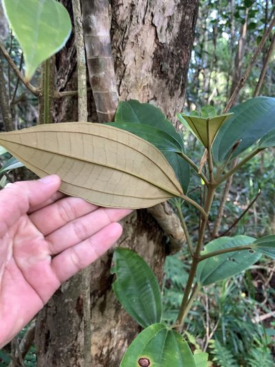 Astronia ferruginea, photographed by 呂一起(Lyu yi-chi)