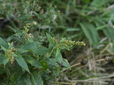 Solidago rugosa, photographed by Alexis Tinker-Tsavalas