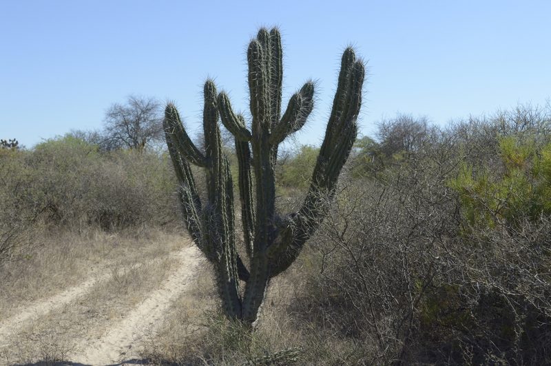 Stetsonia coryne, photographed by Jose Luis Navarro