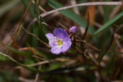Veronica gracilis, photographed by Ben Fisher