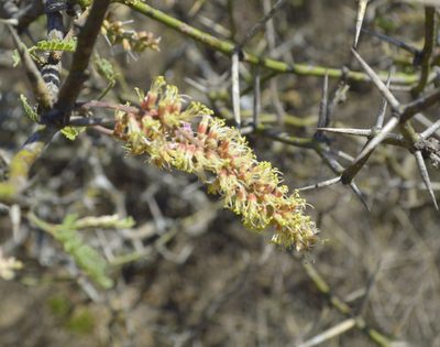 Neltuma elata, photographed by Jose Luis Navarro