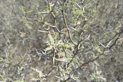 Neltuma elata, photographed by Jose Luis Navarro