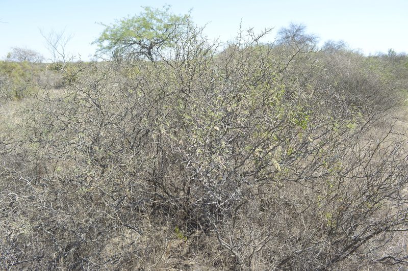 Neltuma elata, photographed by Jose Luis Navarro