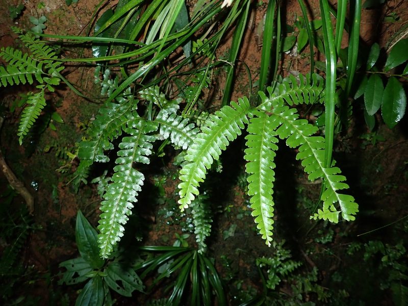 Lindsaea cultrata, photographed by 呂一起(Lyu yi-chi)