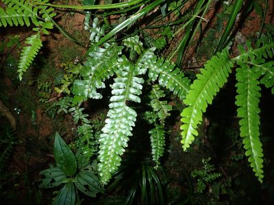 Lindsaea cultrata, photographed by 呂一起(Lyu yi-chi)