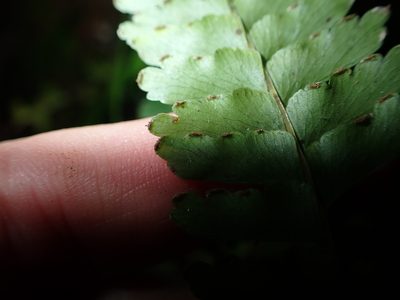 Lindsaea cultrata, photographed by 呂一起(Lyu yi-chi)