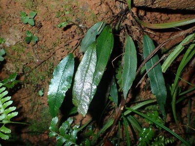 Deparia lancea, photographed by 呂一起(Lyu yi-chi)