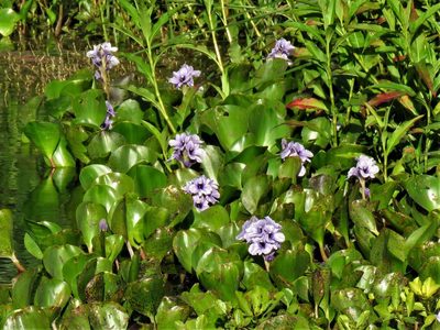 Pontederia azurea, photographed by Gustavo Puente