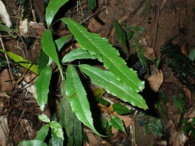 Grypothrix ramosii, photographed by 呂一起(Lyu yi-chi)