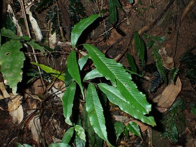Grypothrix ramosii, photographed by 呂一起(Lyu yi-chi)