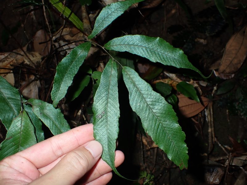 Grypothrix ramosii, photographed by 呂一起(Lyu yi-chi)