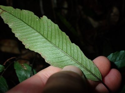 Grypothrix ramosii, photographed by 呂一起(Lyu yi-chi)