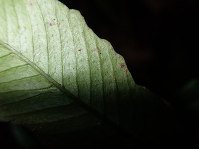 Grypothrix ramosii, photographed by 呂一起(Lyu yi-chi)