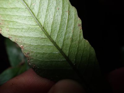 Grypothrix ramosii, photographed by 呂一起(Lyu yi-chi)