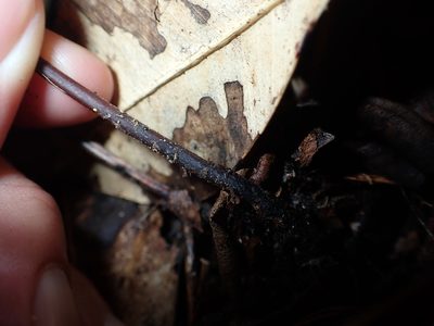 Grypothrix ramosii, photographed by 呂一起(Lyu yi-chi)