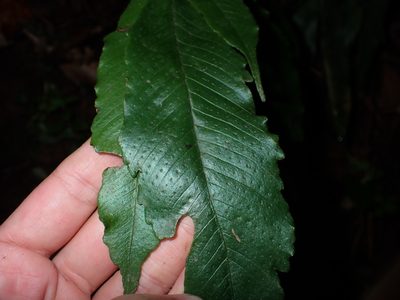 Grypothrix ramosii, photographed by 呂一起(Lyu yi-chi)