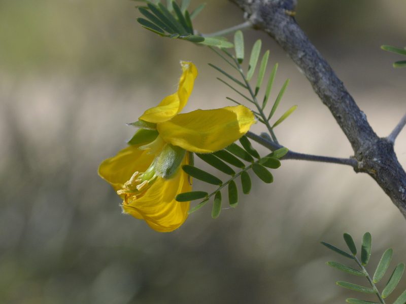 Plectrocarpa bonariensis, photographed by Jose Luis Navarro