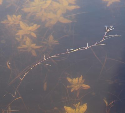 Agrostis stolonifera, photographed by Юлия