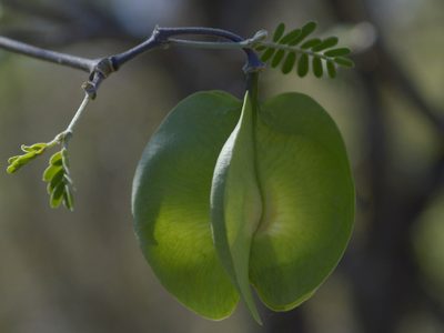 Plectrocarpa bonariensis, photographed by Jose Luis Navarro
