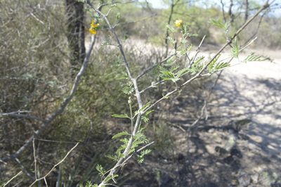 Plectrocarpa bonariensis, photographed by Jose Luis Navarro