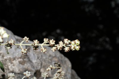 Buddleja racemosa, photographed by Reid Hardin