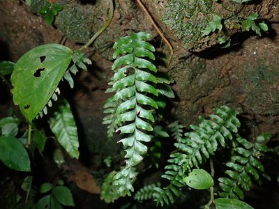 Hymenasplenium pubirhizoma, photographed by 呂一起(Lyu yi-chi)