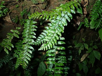 Hymenasplenium pubirhizoma, photographed by 呂一起(Lyu yi-chi)