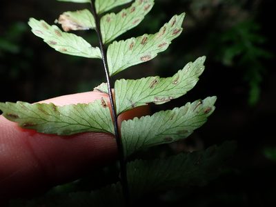 Hymenasplenium pubirhizoma, photographed by 呂一起(Lyu yi-chi)