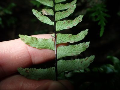 Hymenasplenium pubirhizoma, photographed by 呂一起(Lyu yi-chi)
