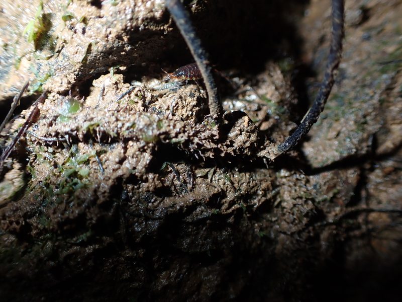 Hymenasplenium pubirhizoma, photographed by 呂一起(Lyu yi-chi)