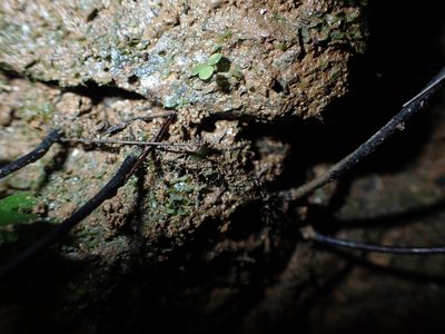 Hymenasplenium pubirhizoma, photographed by 呂一起(Lyu yi-chi)