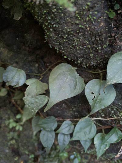 Piper lanatum, photographed by 呂一起(Lyu yi-chi)