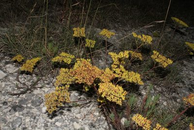 Paronychia virginica, photographed by Reid Hardin