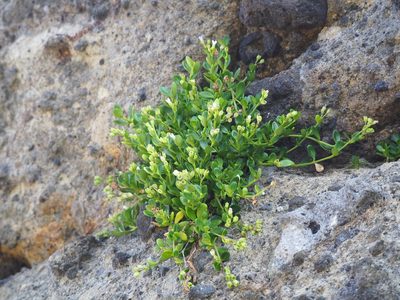 Leptopetalum racemosum, photographed by 葉子