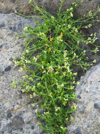 Leptopetalum racemosum, photographed by 葉子