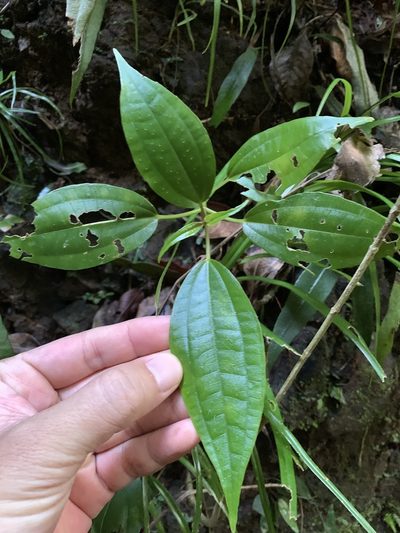 Oreocnide trinervis, photographed by 呂一起(Lyu yi-chi)