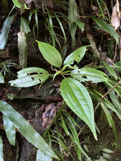 Oreocnide trinervis, photographed by 呂一起(Lyu yi-chi)