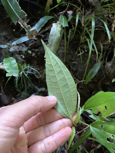Oreocnide trinervis, photographed by 呂一起(Lyu yi-chi)