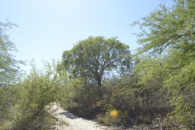 Aspidosperma quebracho-blanco, photographed by Jose Luis Navarro